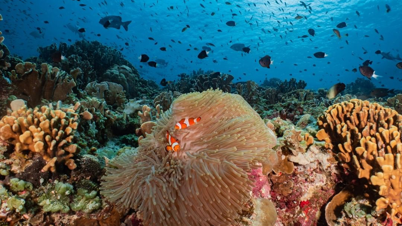 Menyelami Keindahan Bawah Laut: Spot Diving Terbaik di Dunia